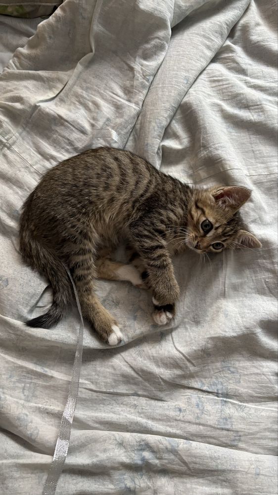 Котик в гарні руки Хмельницький