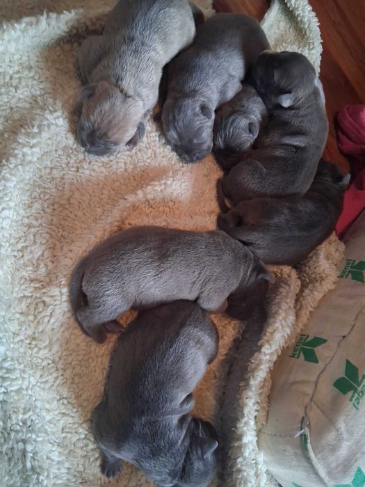 Blue American Staffordshire Terrier Amstaff szczenieta