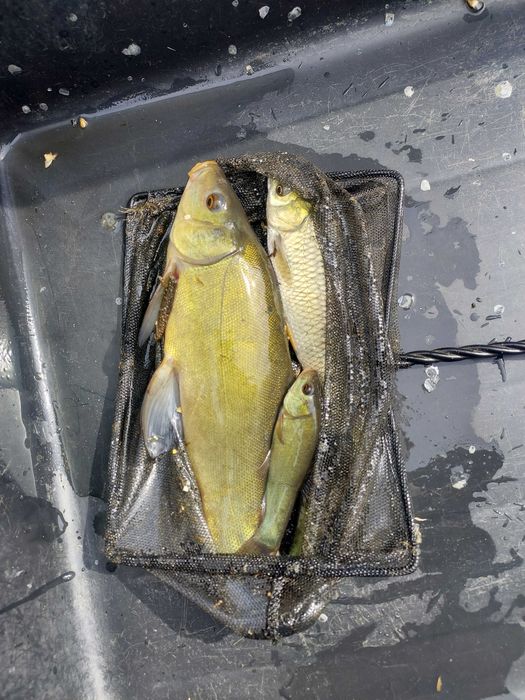 Narybek kroczek karaś pospolity