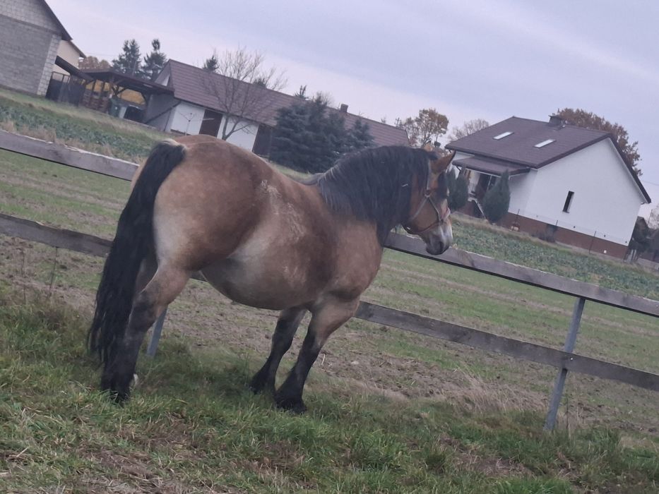 Sprzedam klacz zimnokrwisto