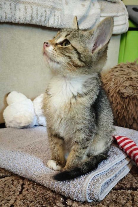 Найніжніша маленька принцеса Ліса