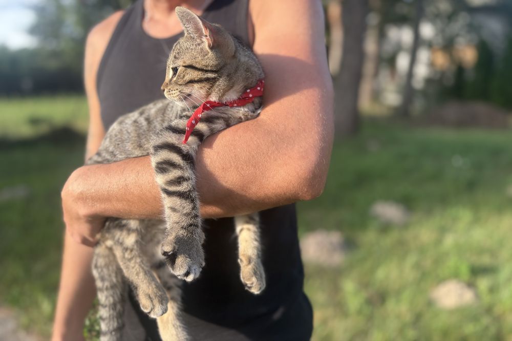 Cudowny kotek Whiskas szuka domu - adoptuj