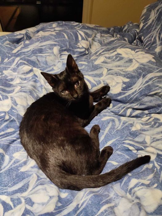 Gato para Adopção responsável