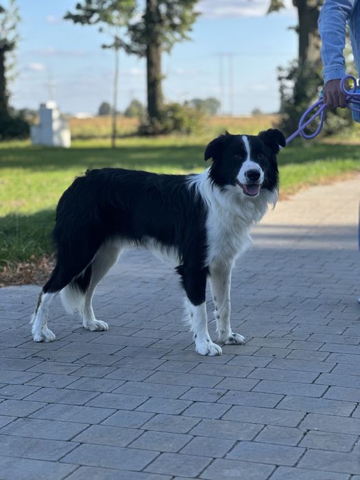 Pies border collie 10 miesięcy czarno biały