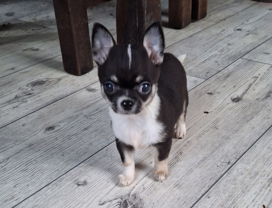 Chihuahua Trikolor piesek