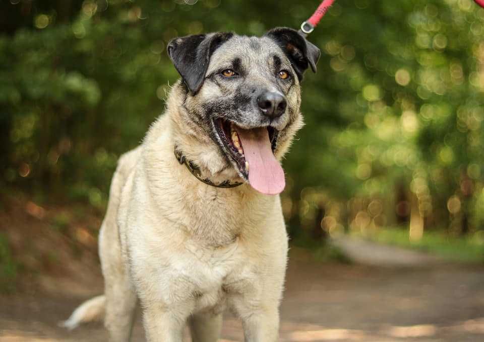 Duży Wers w typie owczarka anatolijskiego szuka domu