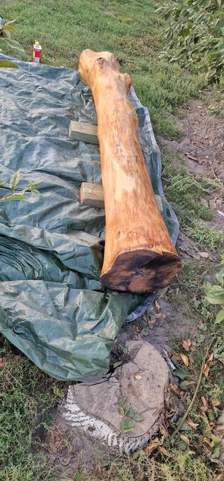 Orzech włoski 2.6 m