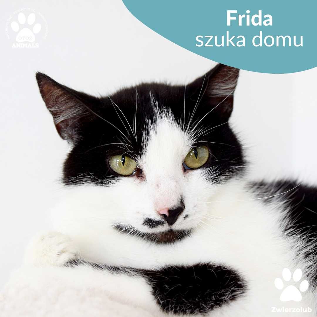 Małe koty do adopcji, Fado, Figaro i ich mama Frida szukają domów!