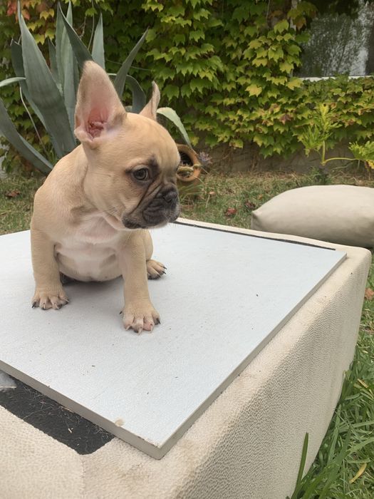 Bulldog francês bebé