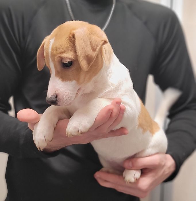 Jack Russell Terrier Piękny Szczeniak Zaprasza