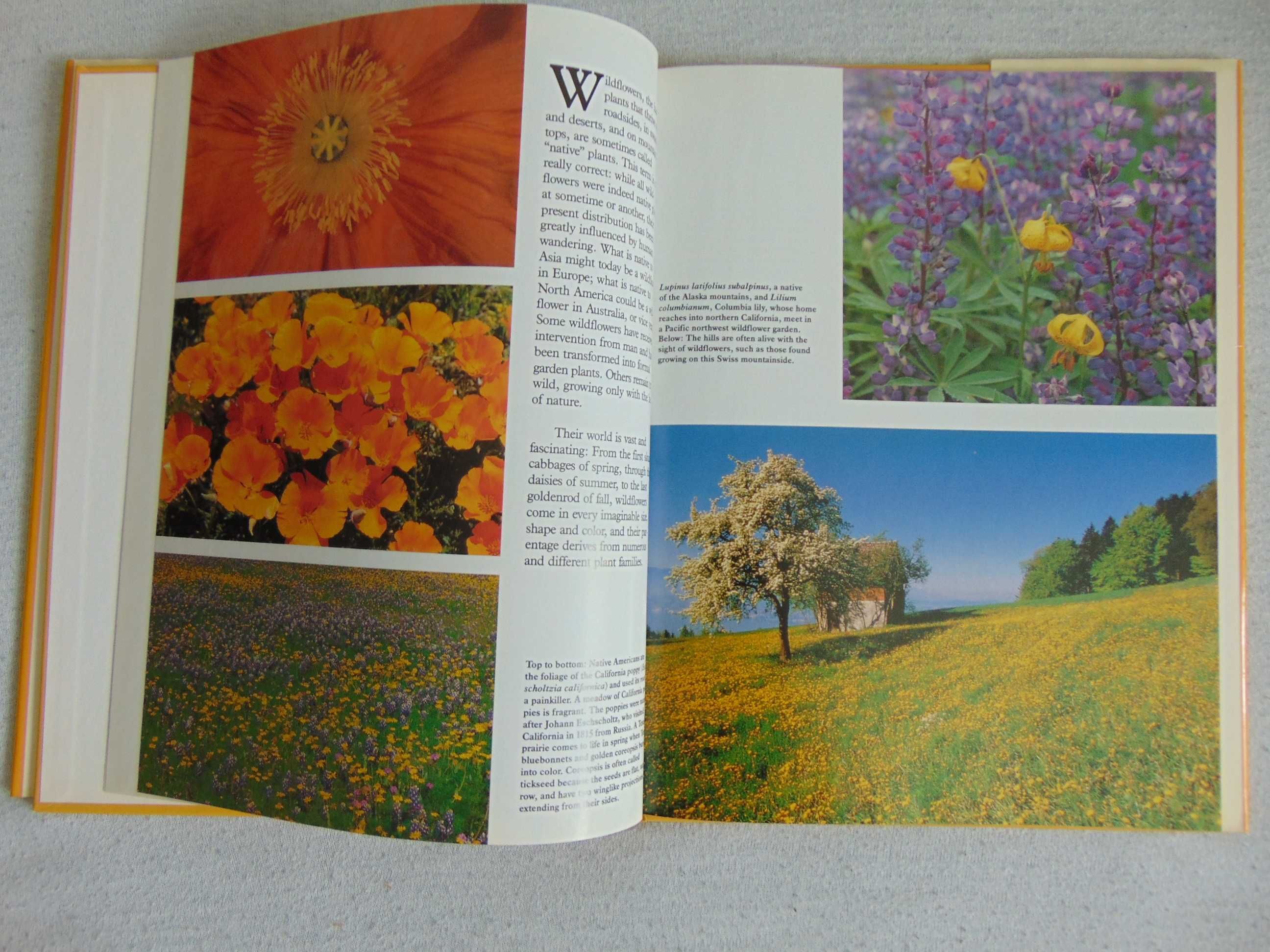 Album Wildflowers - Ann Reilly