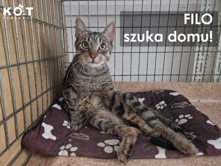 Filo kotek po przejściach