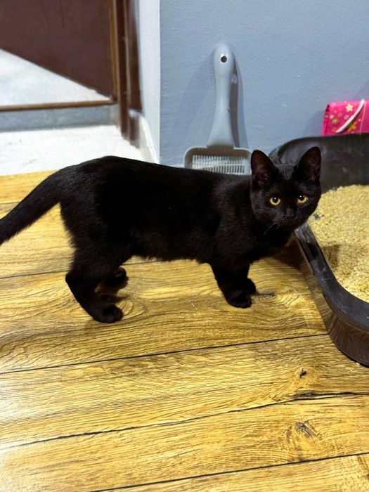 Czarna kotka, 5 mcy do adopcji
