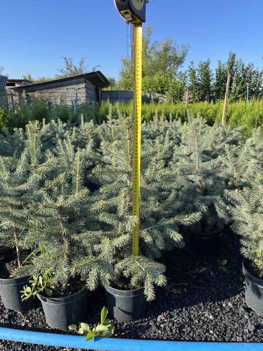 Саджанці Голубої Ялини Кейбаб 45см , горщик 2.5л, Keibab