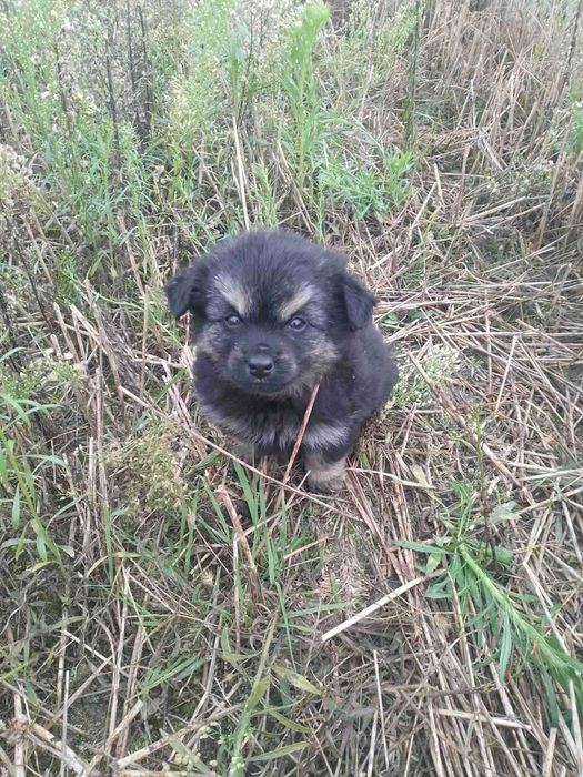 Шукаєм дім для песика