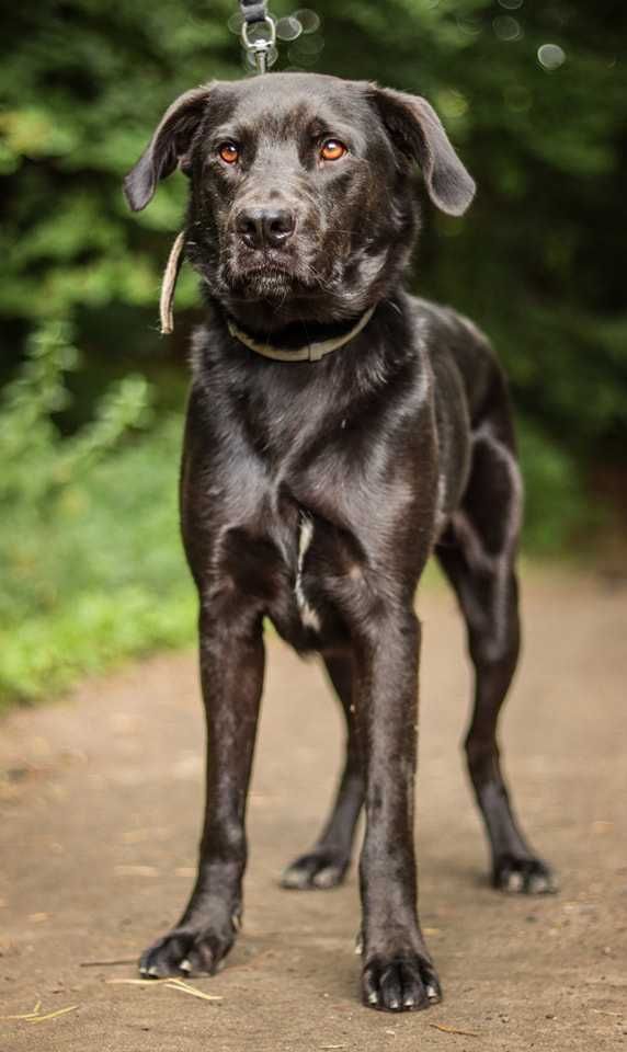 Milo - pies z duszą labradora, ideał w czarnym futrze