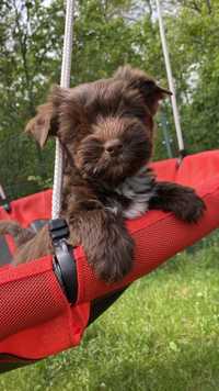 Chocolate Yorkshire Terrier