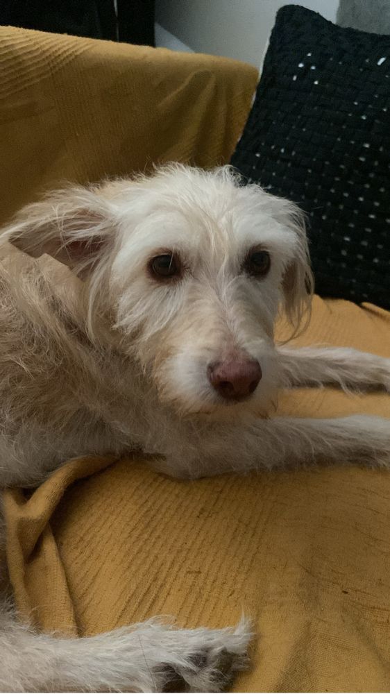 Pet Sitting e Dog Walking