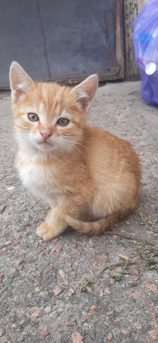 Коти , рудий кіт