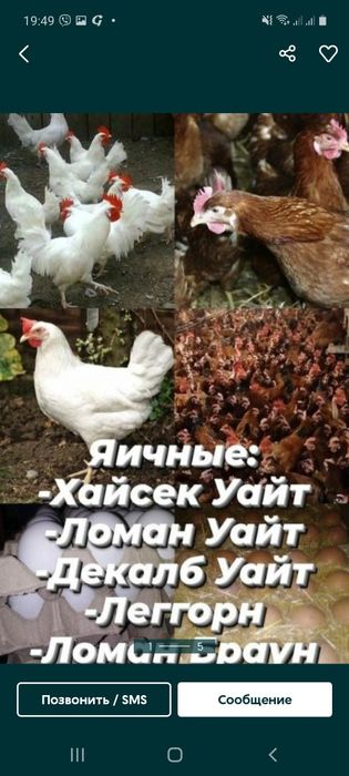 Яйцо инкубационное все породы несушки