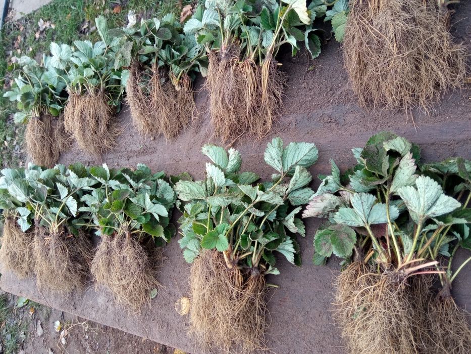 Брілла полуниця, клубніка