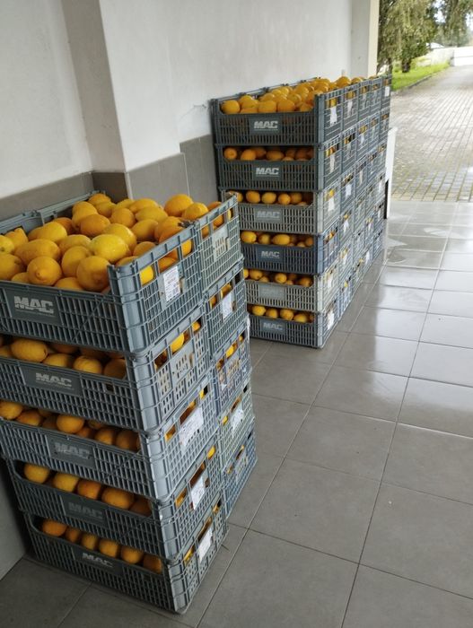 Vendo limões tenho toneladas