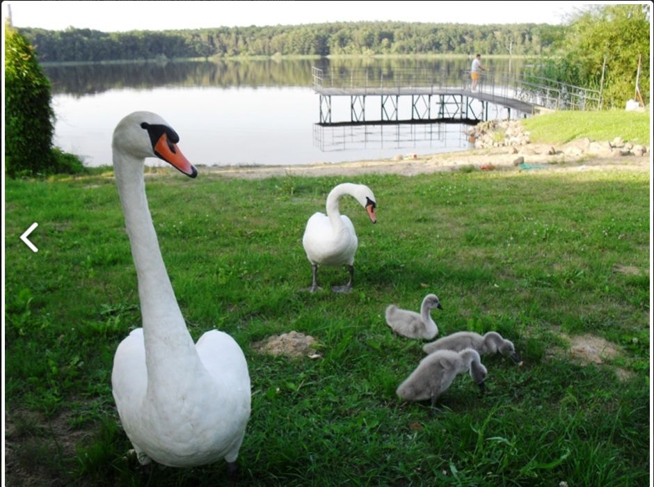 Noclegi nad jeziorem w Łącku