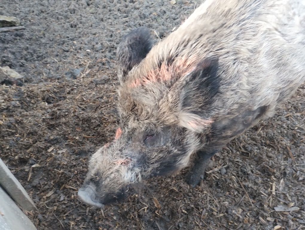 Knur odyniec świniodzik nie mangalica nie wietnamka świniodzik