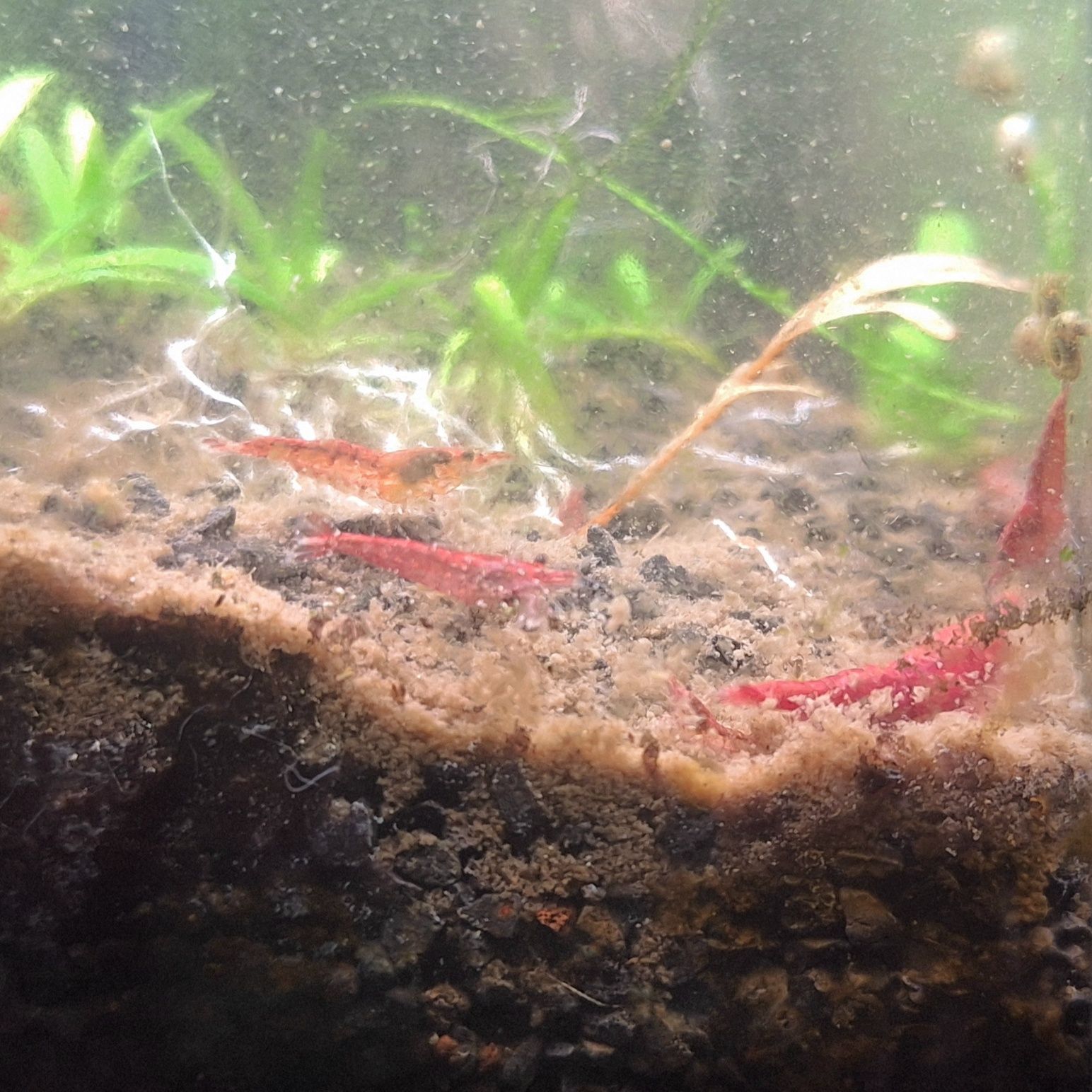 Camarões red cherry mix