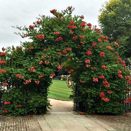 Кампис цветок многолетний вьющийся как розы