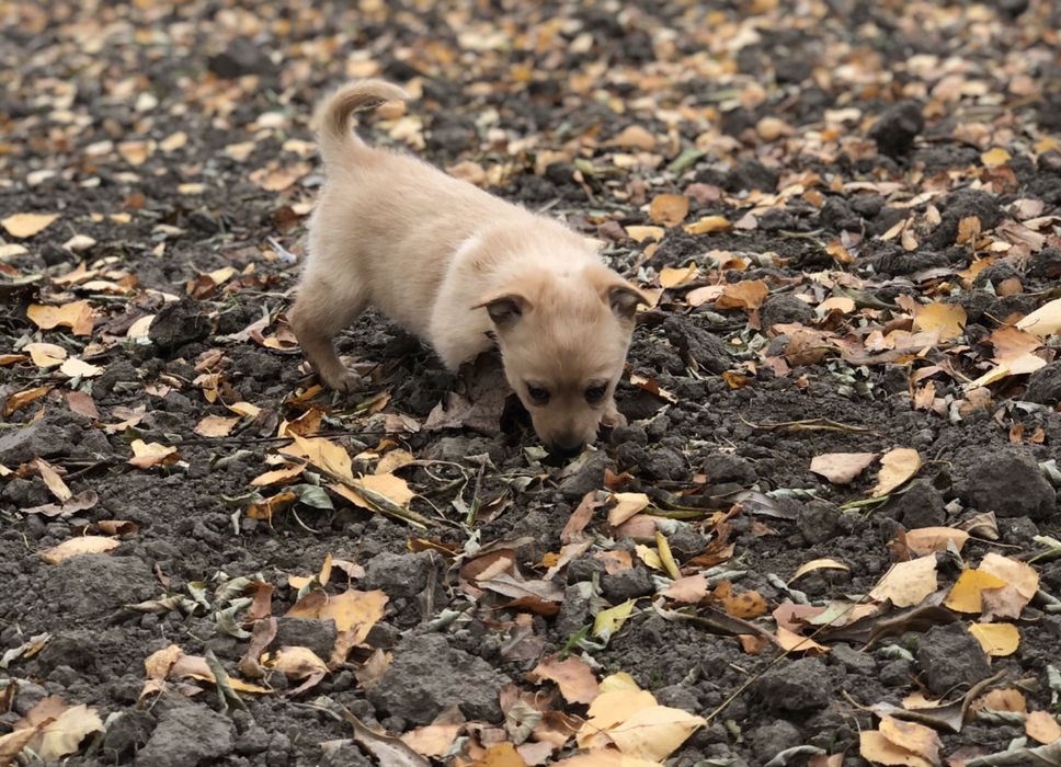 Цуценятка в добрі руки