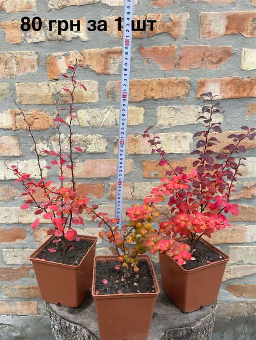 Рослини в горщиках