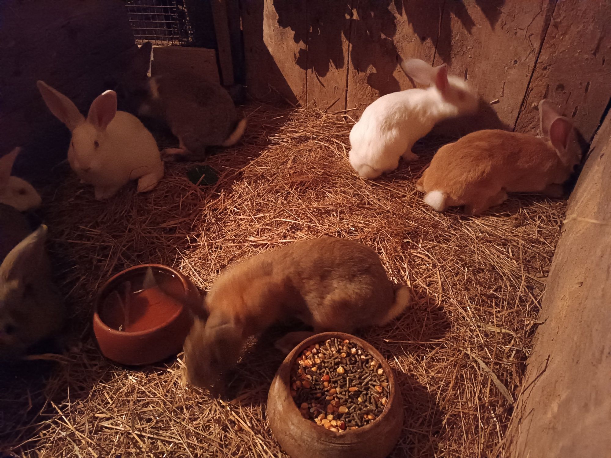 Coelhos caseiros