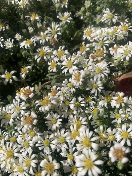 Багаторічні рослини для природнього саду