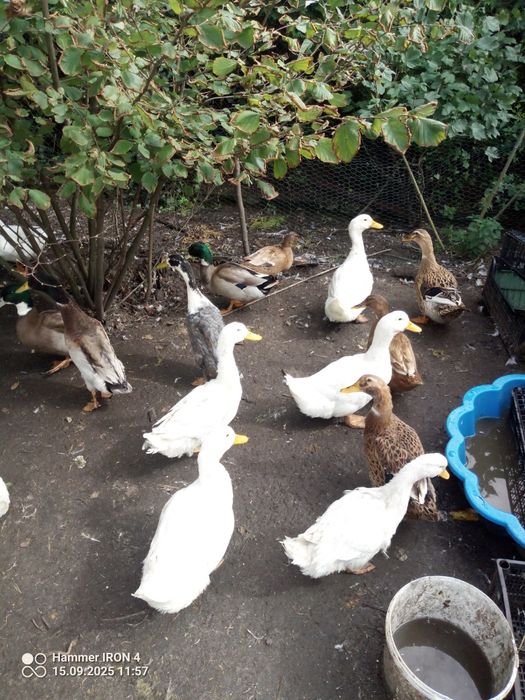 Posiadam kaczki staropolskie biegus dzikie pekin