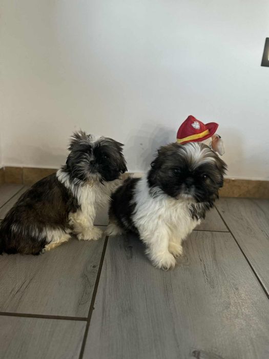 Śliczny piesek Shih Tzu