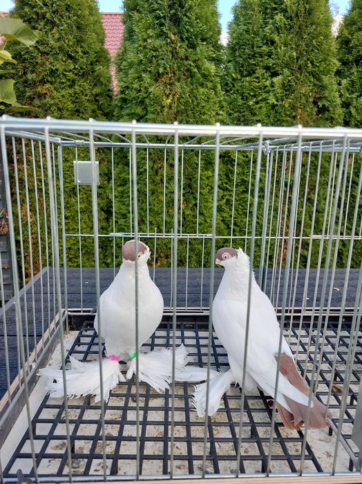 Krymki białostockie para 24r