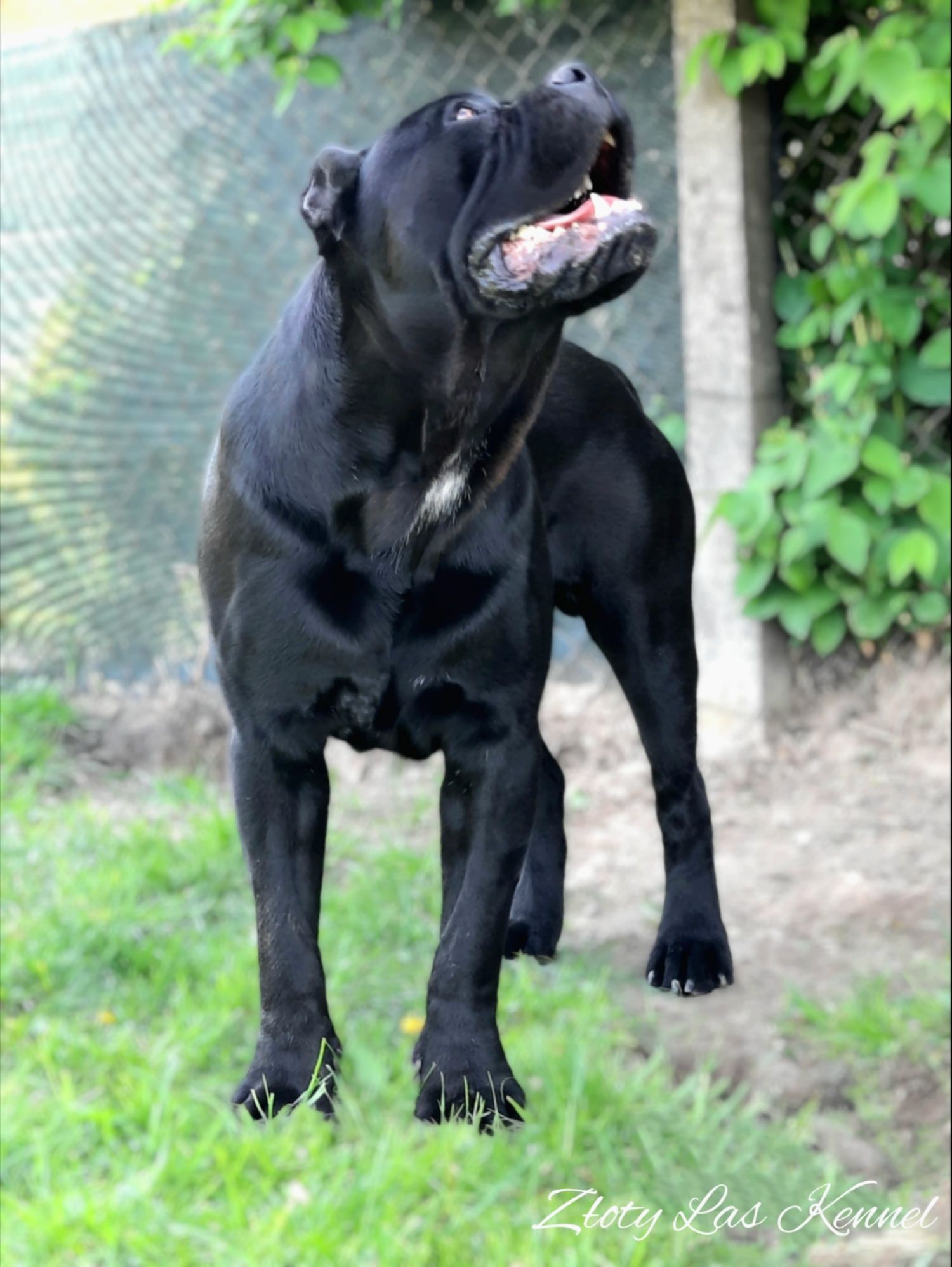 Cane corso Italiano piesek czarny