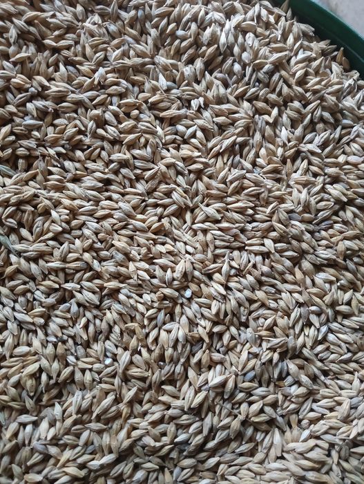 Pszenica i jęczmień