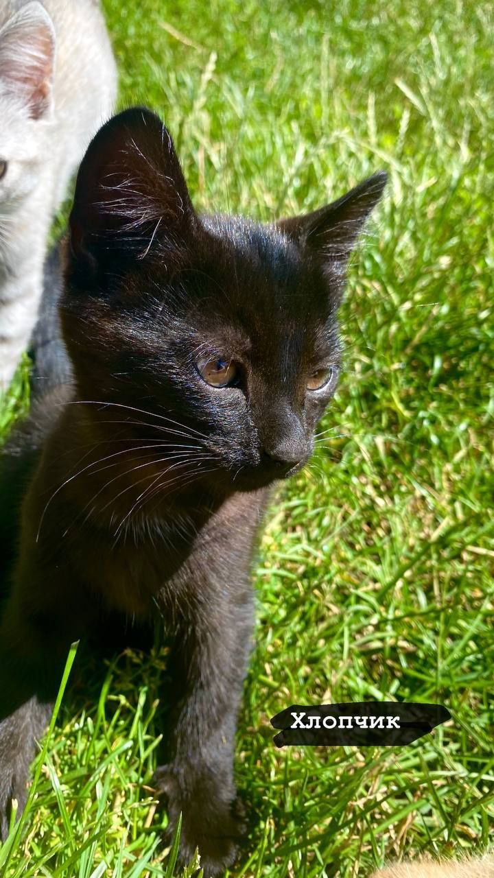 отдам котят бесплатно