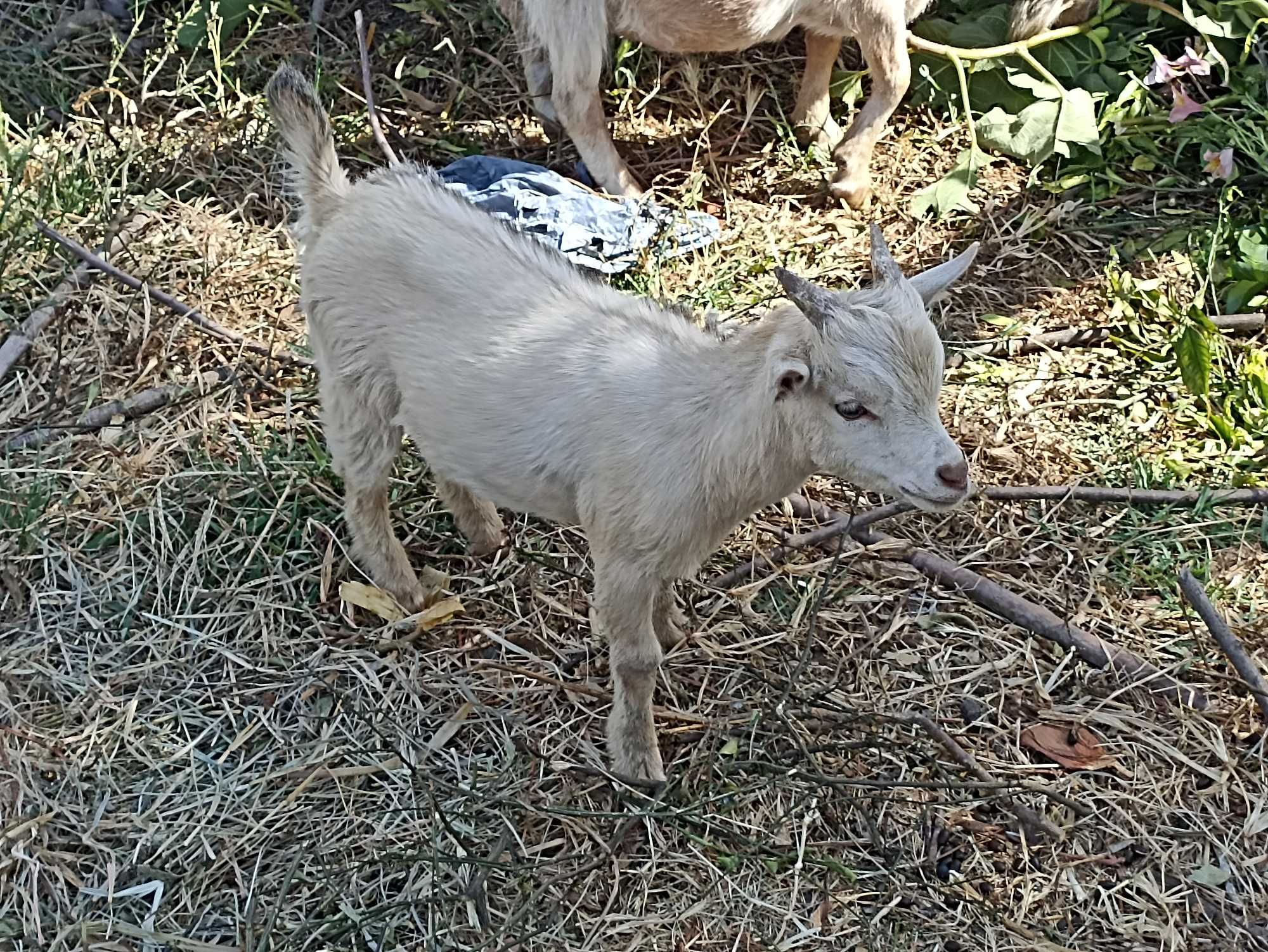 Cabritro anão e cabra anã
