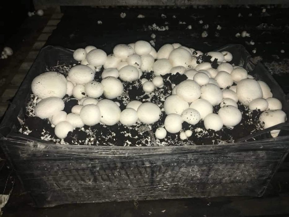 Набір для вирощування печериць вдома