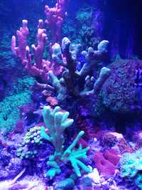 Montipora zielona. Akwarium morskie, koralowce SPS.