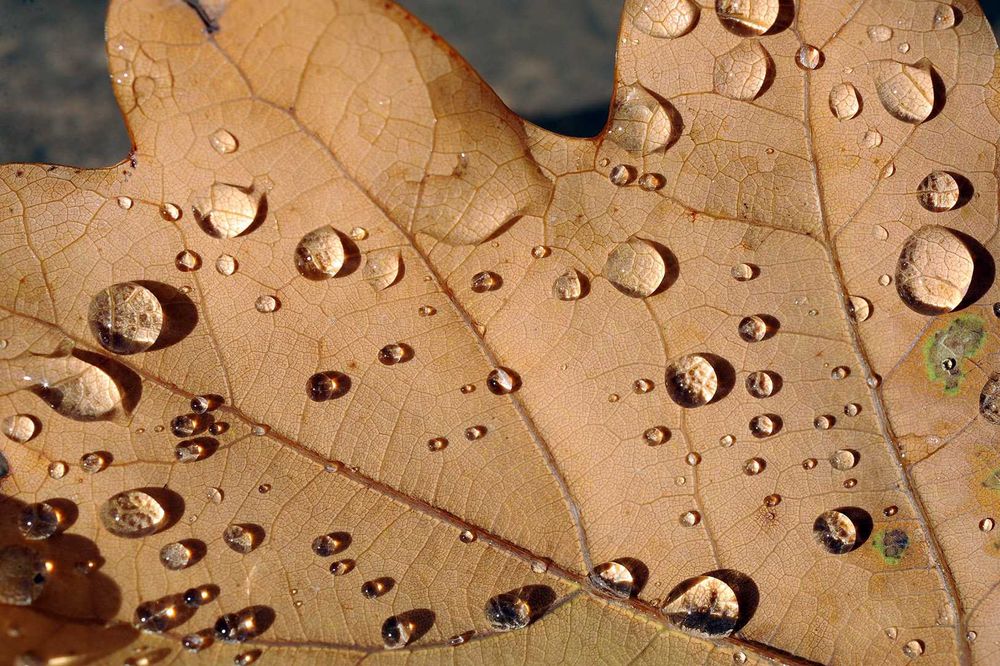 AF Micro Nikkor 60/2.8D макрооб'єктив предметна, стоматологія, природа