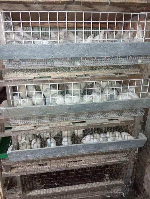 Перепелині яйця, тушки, жива птиця