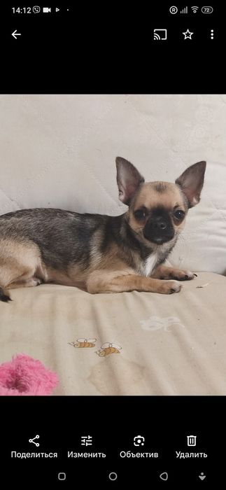 Дівчинка чихуахуа