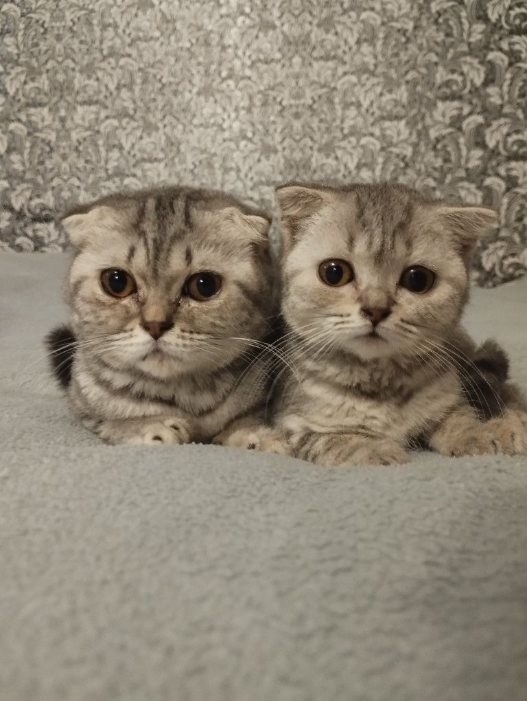 Шотландські кошенята