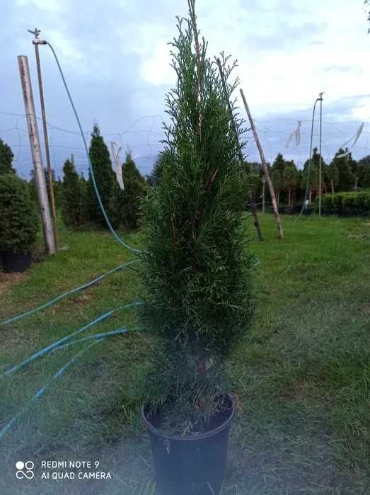 Tuja szmaragd, tuje 60-70cm 10 zł za sztukę