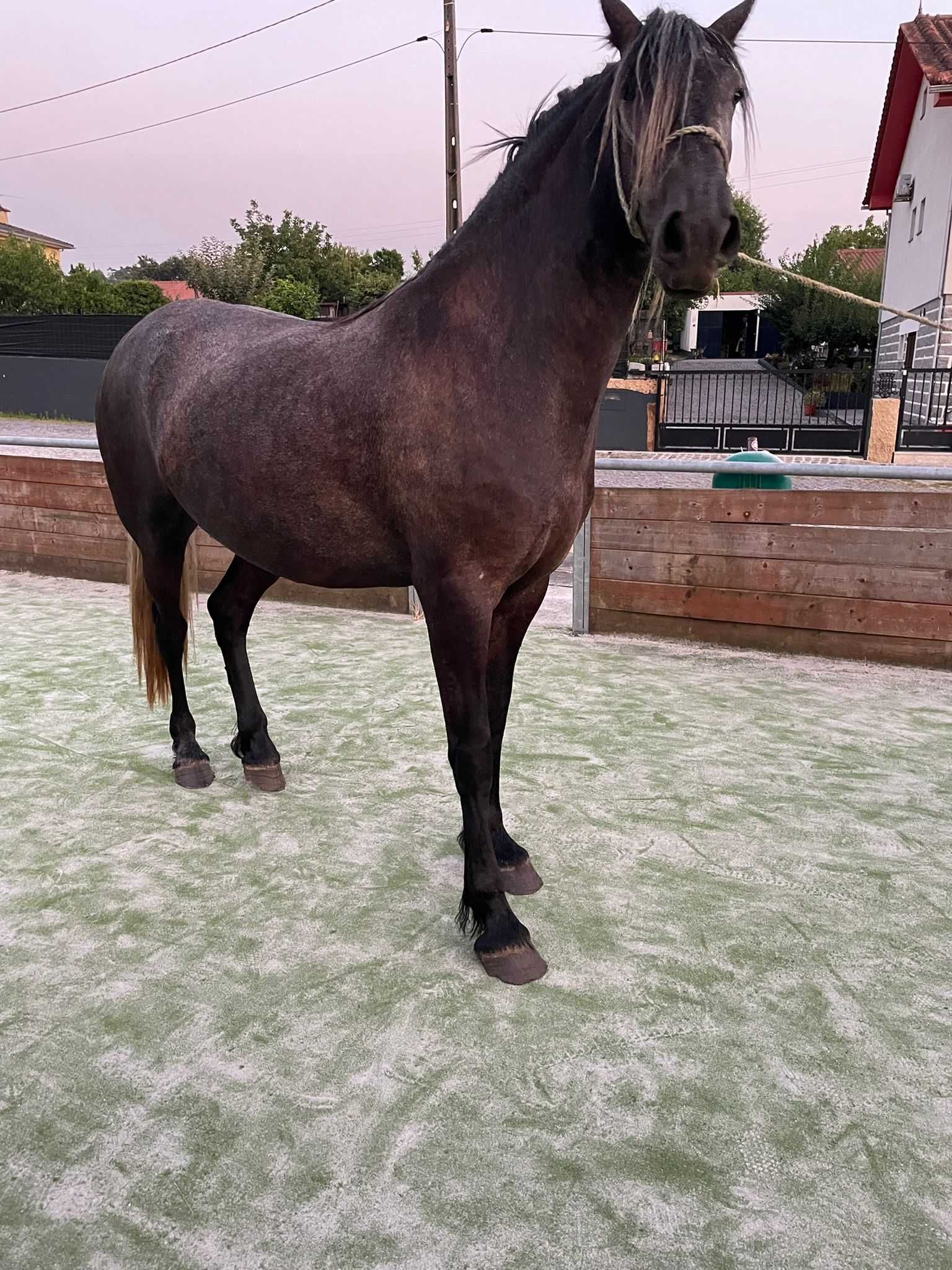 Poldra frison 3 anos