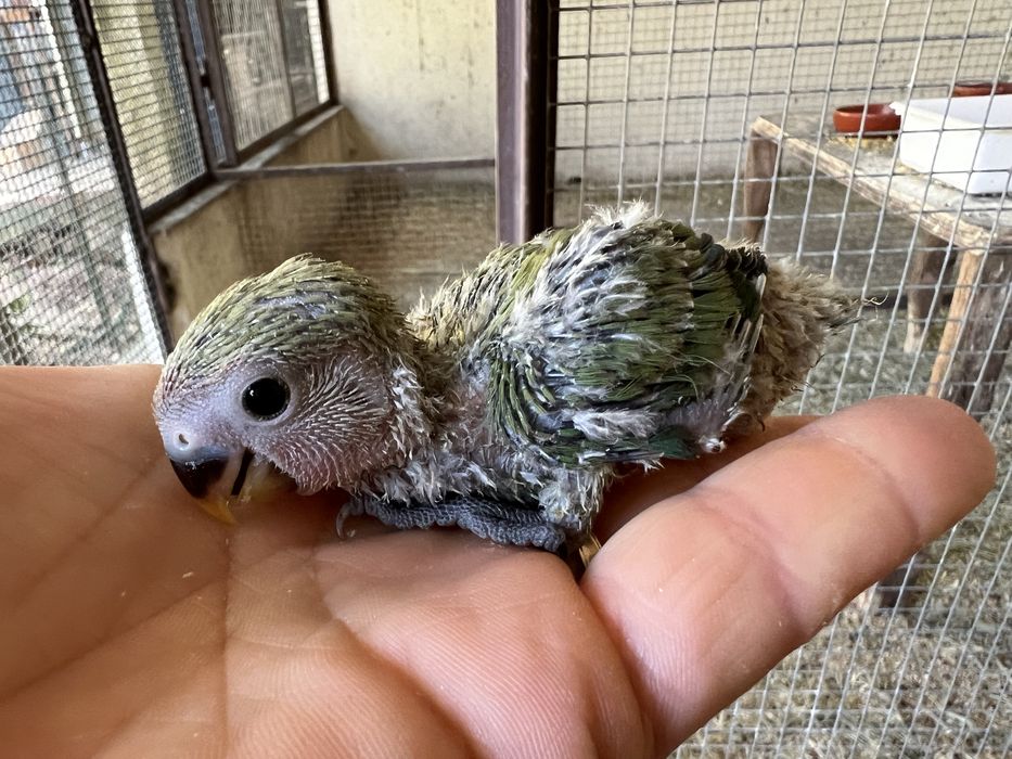 AGAPORNIS ROSEICOLLIS BEBÉS